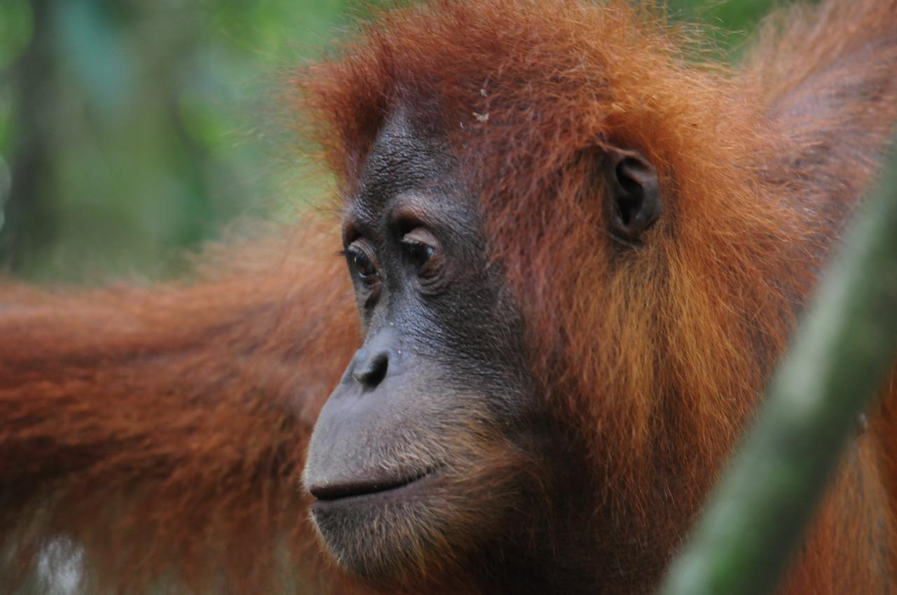 Ecotravel Cottages Bukit Lawang Exteriér fotografie