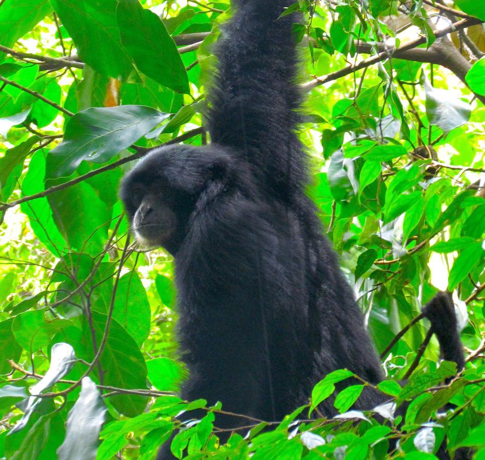 Ecotravel Cottages Bukit Lawang Exteriér fotografie