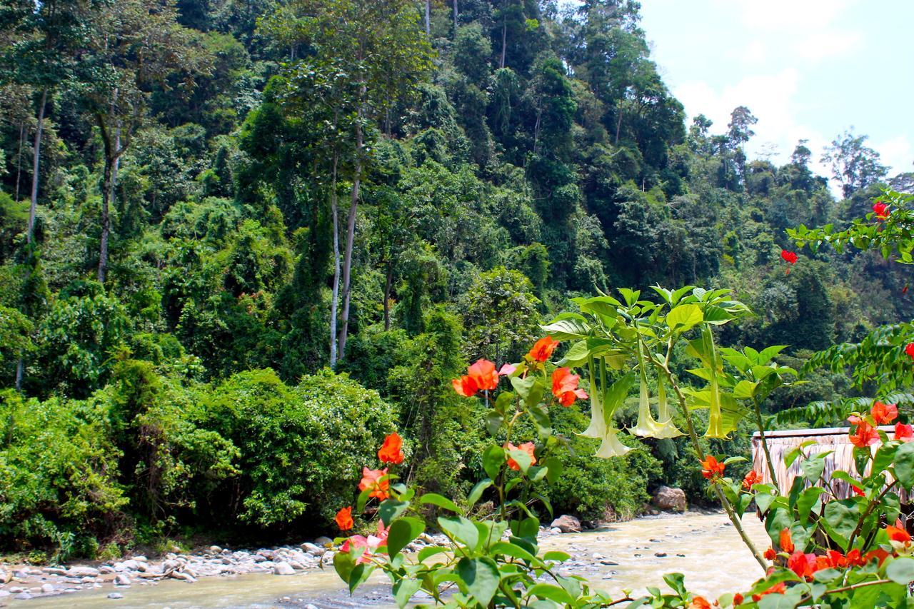 Ecotravel Cottages Bukit Lawang Exteriér fotografie
